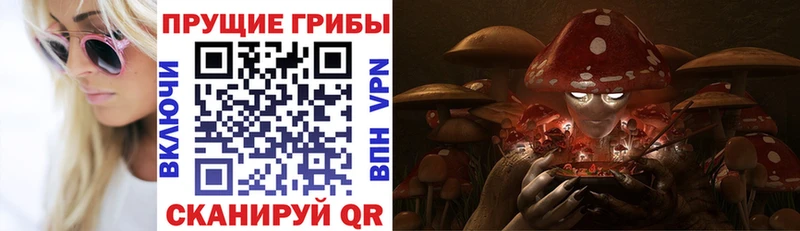 Псилоцибиновые грибы Cubensis  kraken зеркало  Бердск  купить наркотик 